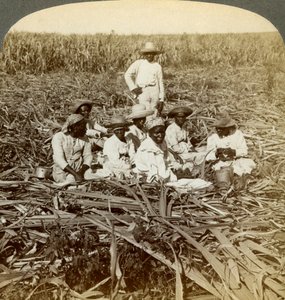 La Union şeker plantasyonunda, San Luis, Santiago Eyaleti, Küba, 1899. by Underwood and Underwood