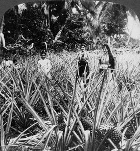 Ananas tarlaları, Mayaguez, Porto Riko. by Underwood and Underwood