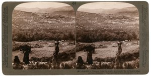 Güneyden incir ve zeytinliklerle çevrili Samiriye Tepesi, Filistin, 1900. by Underwood and Underwood