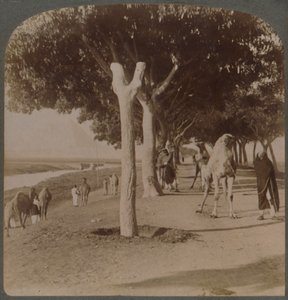 Piramitlere Giden Yol, Mısır, 1896. by Underwood and Underwood