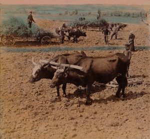 Tasarruflu köylüler, sığırlarıyla birlikte Jönkoping yakınlarındaki bir çiftlikte iş başında, 1905. Sanatçılar: Elmer Underwood, Bert Elias Underwood. by Underwood and Underwood