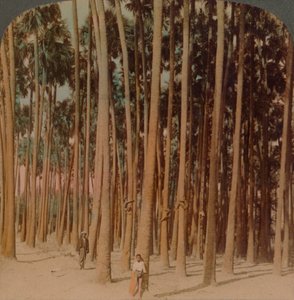 Toddy avuç içi 100 ft boyunda, Pagan, Burma, 1907. Sanatçılar: Elmer Underwood, Bert Elias Underwood. by Underwood and Underwood