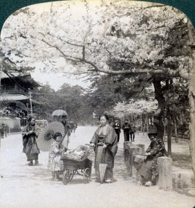 Kiraz çiçeklerinin altında, Shiba Park