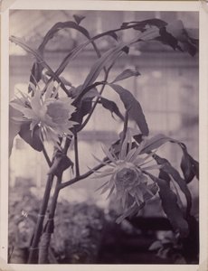 [Gece Çiçek Açan Cereus, Çiçek Açıyor] by Unidentified