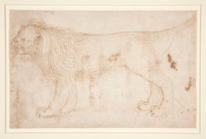 Bir aslan by Unknown