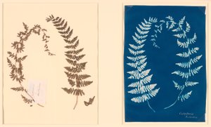 Hatton Fern Albümünden by Unknown