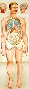 Human Anatomy fold-out educational model, c. 1895  by Unknown