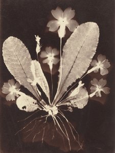 Botanik Fotogram