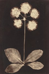 Botanik Fotogram