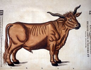 Conrad Gesner