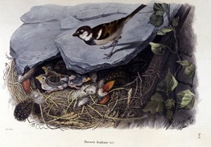 Yuvasının yakınında ortak bir kuşu (veya serçeyi) temsil eden bir tahta. by Unknown artist