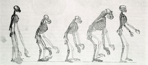 İnsan ve maymun iskeletlerinin karşılaştırmalı bir çalışması: jibon, orangutan (orangutan, orangutan, orangutan), şempanze ve goril. by Unknown artist