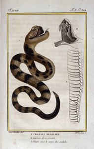 Bir çıngıraklı yılan. Doğa bilimci Georges Louis Leclerc, Count of Buffon (1707 - 1788) tarafından “Buffon Eserleri” konulu Doğa Tarihi İncelemesinden alınan plaka. 19. yüzyıl by Unknown artist