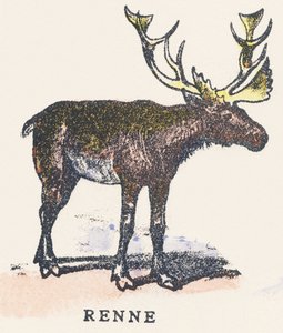 Bir rengeyiği by Unknown artist