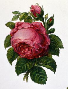 bir gül by Unknown artist