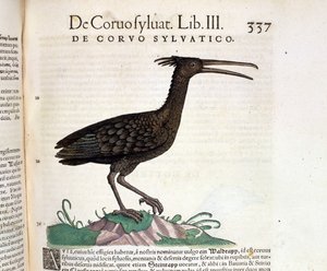 Conrad Gesner