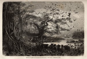 Zambese kıyılarında oyun bolluğu. Dr. Livingstone