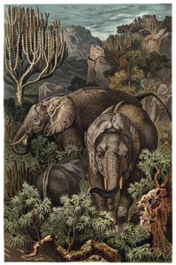 Afrika fili (Loxodonta) - Afrika fili (Loxodonta) - Alfred Edmund Brehm