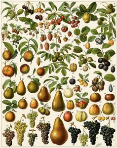 Tarım: Yenilebilir meyveleri temsil eden botanik tahtası (kiraz, ahududu, çilek, yaban mersini, şeftali, kayısı, fındık, üzüm, armut, fındık, incir, elma, erik...). Renkli litografi. by Unknown artist