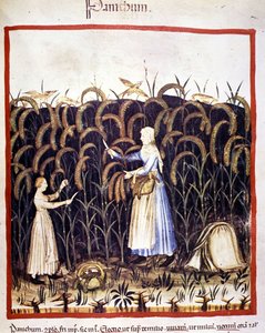 Tarım. Recolle panik (tahıl). İlaç ve diyetetik sağımlarından aydınlatma “” Tacuinum sanitatis”” by Unknown artist