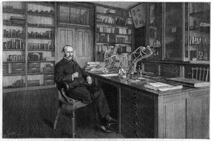 Alphonse Milne Edwards (Milne-Edwards) by Unknown artist