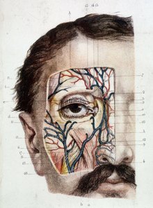 Göz ve çevresi üzerinde anatomik tahta (derili) by Unknown artist