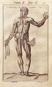 Sırtındaki bir adamı temsil eden anatomik tahta. Juan Valverde De Amusco
