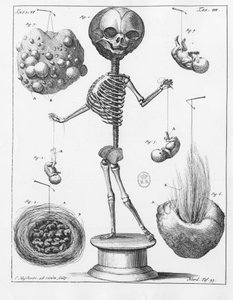 Bir iskeleti temsil eden anatomik plaka, Frederik Ruysch (1638-1731), Hollandalı anatomist. by Unknown artist