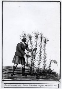 Antiller, yerli zenci şeker kamışı kesiyor. by Unknown artist