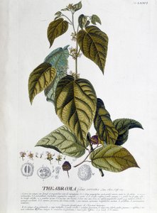 Arbroma çay bitkisi - botanik kurulu by Unknown artist