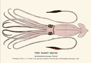Architeuthis princeps, dev kalamar, Aralık 1874
