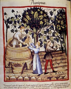 Sonbahar temsili: hasat. Üzüm toplama. İlaç ve diyetetik sağımlarından aydınlatma “” Tacuinum sanitatis”” by Unknown artist