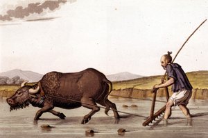 Bir öküzle pirinç tarlalarının yasını tutmaktan uzakta - J. Ferrario, ed. Milano by Unknown artist