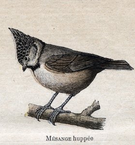 Tarıma Faydalı Kuşlar: Cupped Chickadee by Unknown artist
