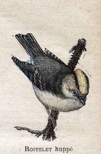 Tarıma Faydalı Kuşlar: Rupped Roitelet by Unknown artist
