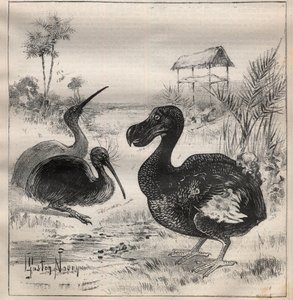 Kaybolan kuşlar: dodo (veya dronte) ve apteryx (veya kivi kivi) - “” La Science francaise” de Gravür by Unknown artist