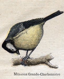 Tarıma faydalı kuşlar: Big Chickadee - Kömür by Unknown artist