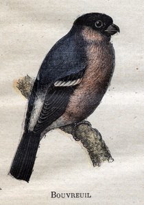 Tarıma faydalı kuşlar: Bouvreuil by Unknown artist