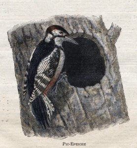 Tarıma faydalı kuşlar:Ağaçkakan by Unknown artist