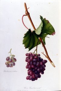 Siyah üzüm. 19. yüzyıl gravürü. by Unknown artist