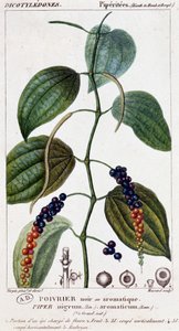 Siyah veya aromatik biber tabağı - botanik tahtası. 19. yüzyıl. by Unknown artist