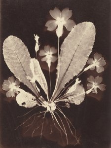 Botanik Fotogram by Unknown Artist