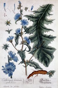 Botanik kurulu: cichorium factivum velseris (bahçelerin chicoree
