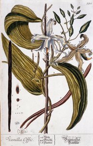 Botanik vanilya tahtası (vanilya resmi) - 19. yüzyıl by Unknown artist