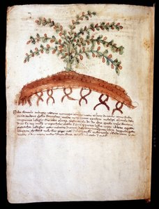 "" feniculo maggiore "" otunu temsil eden botanik pano. Rimini belediye kütüphanesi by Unknown artist