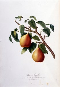 Pera angelica'yı temsil eden botanik pano. 1820 - 1822 by Unknown artist