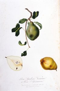 Pera spadona