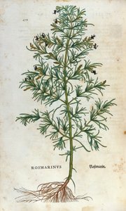 Botanik kurulu: biberiye (rosmarinus). Lheonard Fuchs Herbaryumu, “” Historia Stirpium””, Balya by Unknown artist