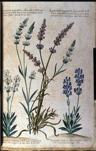 Botanik tahtası: gerçek lavanta (Lavandula angustifolia) ve jöleli lavanta (Lavandula latifolia). by Unknown artist