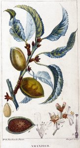 Badem ağacının dalı, çiçeği ve meyvesi - botanik kurulu by Unknown artist